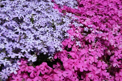 粉红色和紫色的长春花